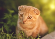 开云体育登录-绝境逆转！哈登末节封神，北京队翻盘吉林诠释篮球魅力