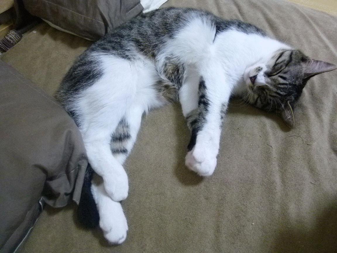 F1新赛季揭幕战之夜,字母哥跨界闪耀,成为全场焦点